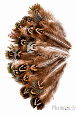 Goudfazant - 5-8 cm - munt natuurlijk